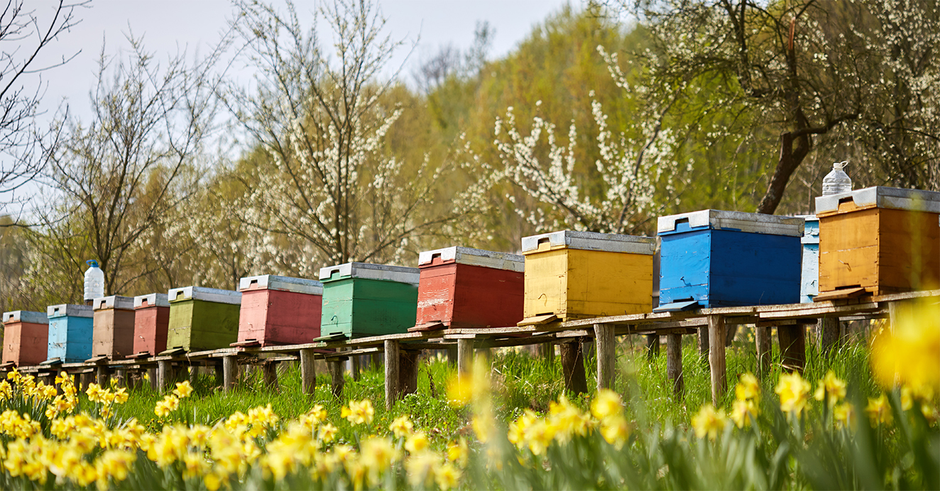 Bee Hives Honey Boxes to Transport from Homestead Yukon Canada