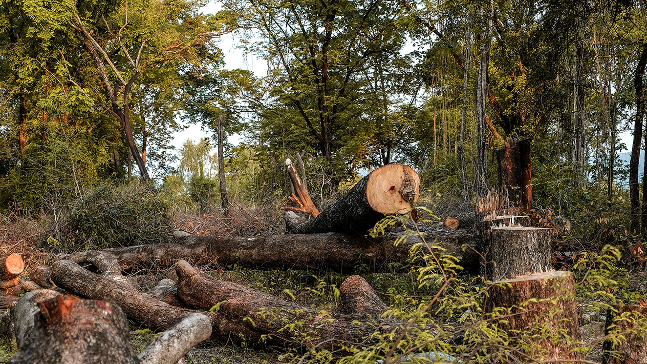 Pile of Cut Trees on Crown Lands Vancouver Island Canada